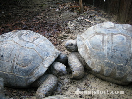 Tortoises in Avilon Zoo, Rizal Philippines